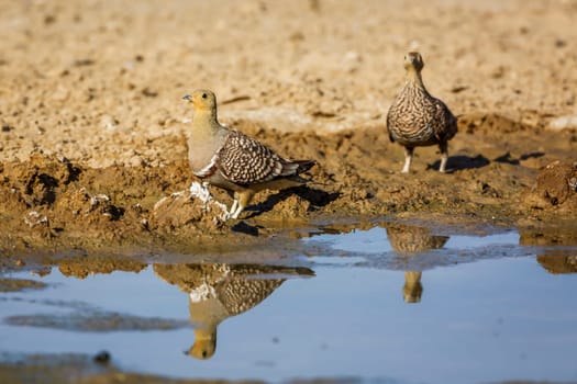 Two Namaqua sandgrouse male and female drinking at waterhole in Kgalagadi transfrontier park, South Africa; specie Pterocles namaqua family of Pteroclidae
