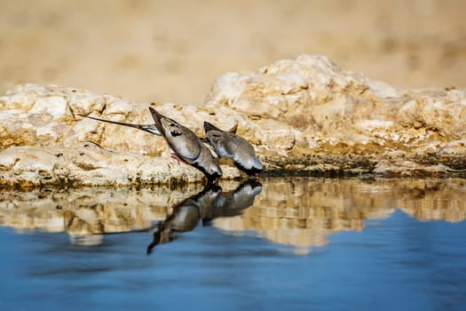 Two Namaqua Dove drinking at waterhole in Kgalagadi transfrontier park, South Africa; Specie Oena capensis family of Oena capensis