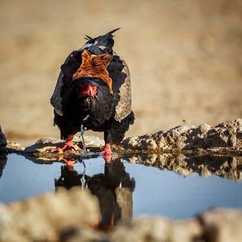 Bateleur Eagle drinking front view at waterhole in Kgalagadi transfrontier park, South Africa ; Specie Terathopius ecaudatus family of Accipitridae