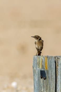 Familiar Chat standing on wood pole with natural background in Kgalagadi transfrontier park, South Africa; specie Oenanthe familiaris family of Musicapidae