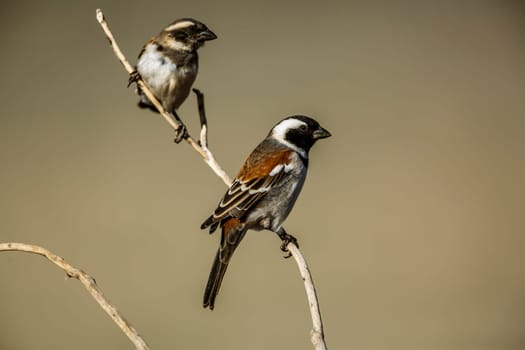 Couple of Cape Sparrows standing on a branch in Kgalagadi transfrontier park, South Africa; specie  Passer melanurus family of Passeridae
