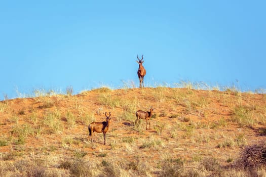 Three Hartebeest on top of sand dune in Kgalagadi transfrontier park, South Africa; specie Alcelaphus buselaphus family of Bovidae