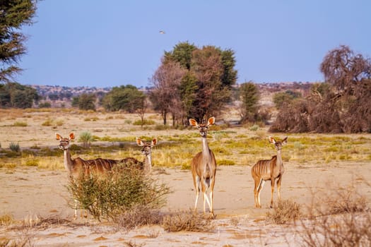 Greater kudu in Kruger National park, South Africa ; Specie Tragelaphus strepsiceros family of Bovidae