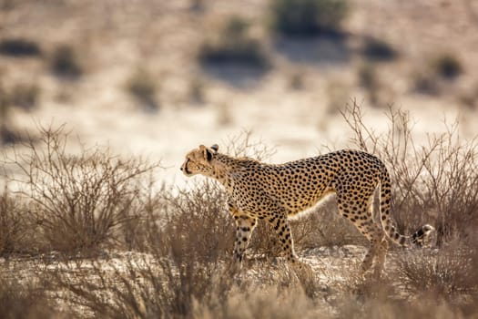 Cheetah in alert in Kgalagadi transfrontier park, South Africa ; Specie Acinonyx jubatus family of Felidae