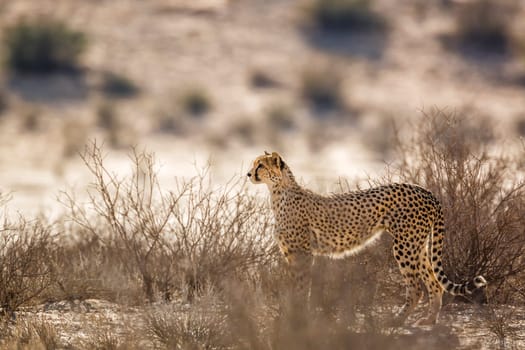 Cheetah in alert in Kgalagadi transfrontier park, South Africa ; Specie Acinonyx jubatus family of Felidae