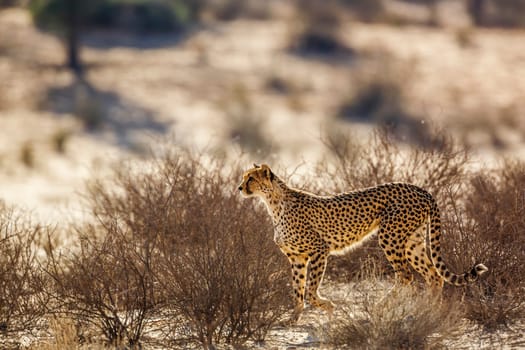 Cheetah in alert in Kgalagadi transfrontier park, South Africa ; Specie Acinonyx jubatus family of Felidae