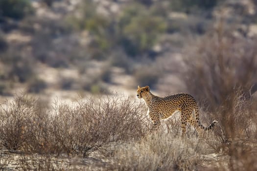 Cheetah in alert in Kgalagadi transfrontier park, South Africa ; Specie Acinonyx jubatus family of Felidae