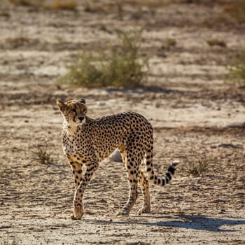 Cheetah walking in dry land in Kgalagadi transfrontier park, South Africa ; Specie Acinonyx jubatus family of Felidae