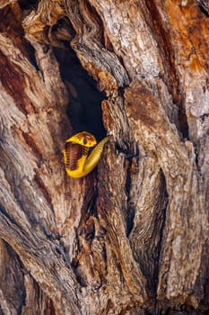 Cape cobra hiding in tree trunk hole with nice bark in Kgalagadi transfrontier park, South Africa; specie Naja nivea family of Elapidae