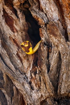 Cape cobra hiding in tree trunk hole with nice bark in Kgalagadi transfrontier park, South Africa; specie Naja nivea family of Elapidae