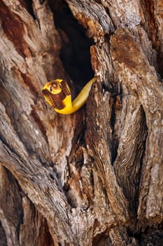 Cape cobra hiding in tree trunk hole with nice bark in Kgalagadi transfrontier park, South Africa; specie Naja nivea family of Elapidae