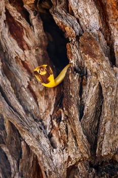 Cape cobra hiding in tree trunk hole with nice bark in Kgalagadi transfrontier park, South Africa; specie Naja nivea family of Elapidae