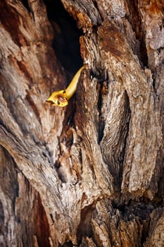 Cape cobra hiding in tree trunk hole with nice bark in Kgalagadi transfrontier park, South Africa; specie Naja nivea family of Elapidae