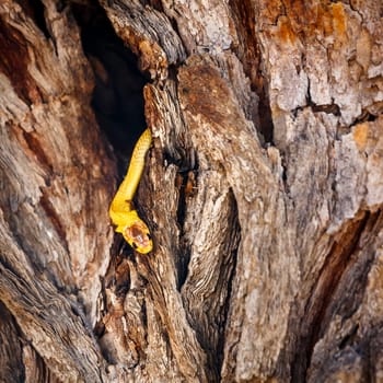 Cape cobra hiding in tree trunk hole with nice bark in Kgalagadi transfrontier park, South Africa; specie Naja nivea family of Elapidae