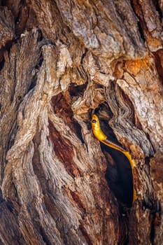 Cape cobra hiding in tree trunk hole with nice bark in Kgalagadi transfrontier park, South Africa; specie Naja nivea family of Elapidae