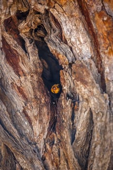 Cape cobra hiding in tree trunk hole with nice bark in Kgalagadi transfrontier park, South Africa; specie Naja nivea family of Elapidae