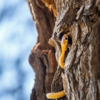 Cape cobra in tree trunk with nice bark in Kgalagadi transfrontier park, South Africa; specie Naja nivea family of Elapidae