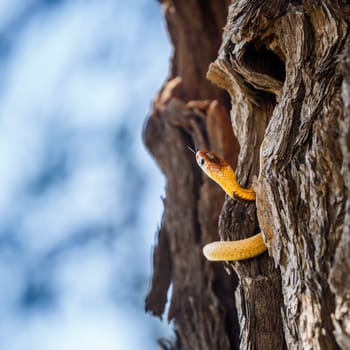 Cape cobra in tree trunk with nice bark in Kgalagadi transfrontier park, South Africa; specie Naja nivea family of Elapidae