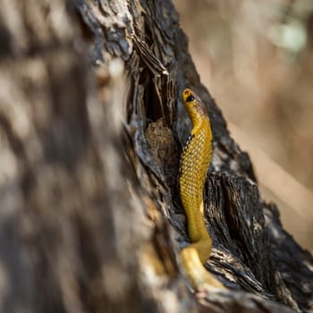 Cape cobra in tree trunk with nice bark in Kgalagadi transfrontier park, South Africa; specie Naja nivea family of Elapidae