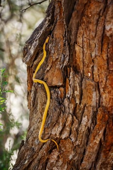 Cape cobra climbing a trunk with nice bark in Kgalagadi transfrontier park, South Africa; specie Naja nivea family of Elapidae