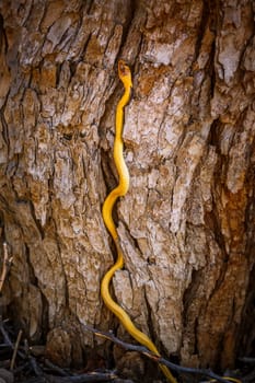 Cape cobra climbing a trunk with nice bark in Kgalagadi transfrontier park, South Africa; specie Naja nivea family of Elapidae