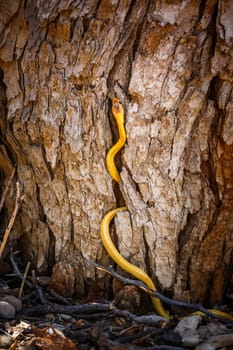 Cape cobra climbing a trunk with nice bark in Kgalagadi transfrontier park, South Africa; specie Naja nivea family of Elapidae