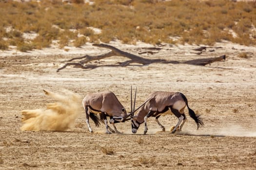 Two South African Oryx bull dueling in dry land in Kgalagadi transfrontier park, South Africa; specie Oryx gazella family of Bovidae