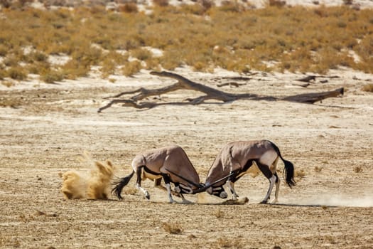 Two South African Oryx bull dueling in dry land in Kgalagadi transfrontier park, South Africa; specie Oryx gazella family of Bovidae