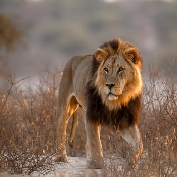 African lion male black mane front view in bush in Kgalagadi transfrontier park, South Africa; Specie panthera leo family of felidae