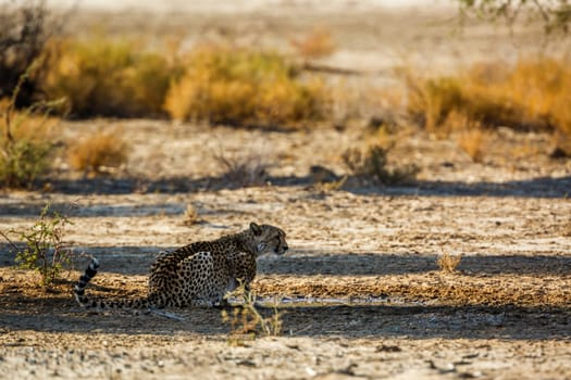 Cheetah at waterhole in Kgalagadi transfrontier park, South Africa ; Specie Acinonyx jubatus family of Felidae