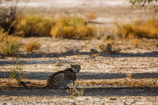 Cheetah at waterhole in Kgalagadi transfrontier park, South Africa ; Specie Acinonyx jubatus family of Felidae