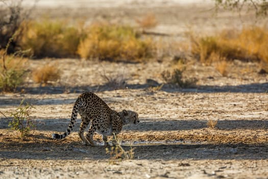 Cheetah at waterhole in Kgalagadi transfrontier park, South Africa ; Specie Acinonyx jubatus family of Felidae