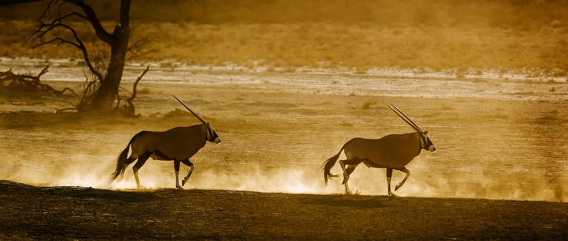 Two South African Oryx running in sand dust at dawn in Kgalagadi transfrontier park, South Africa; specie Oryx gazella family of Bovidae