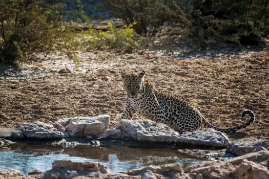 Leopard standing at waterhole in Kgalagadi transfrontier park, South Africa; specie Panthera pardus family of Felidae