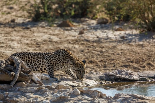 Leopard drinking at waterhole in Kgalagadi transfrontier park, South Africa; specie Panthera pardus family of Felidae