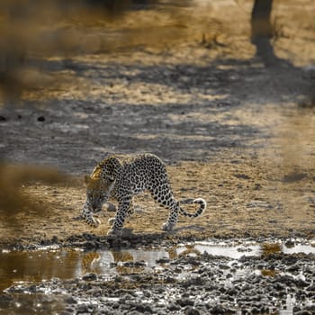 Leopard walking along waterhole in Kgalagadi transfrontier park, South Africa; specie Panthera pardus family of Felidae