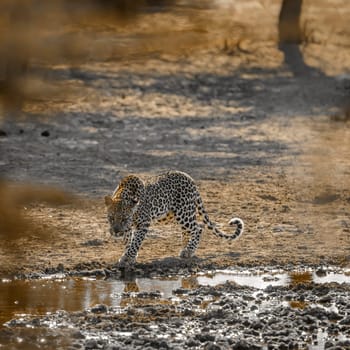 Leopard walking along waterhole in Kgalagadi transfrontier park, South Africa; specie Panthera pardus family of Felidae