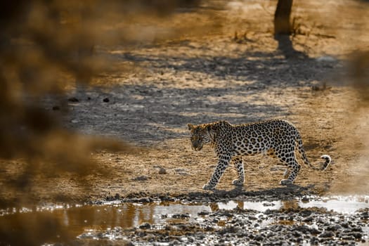 Leopard walking along waterhole in Kgalagadi transfrontier park, South Africa; specie Panthera pardus family of Felidae