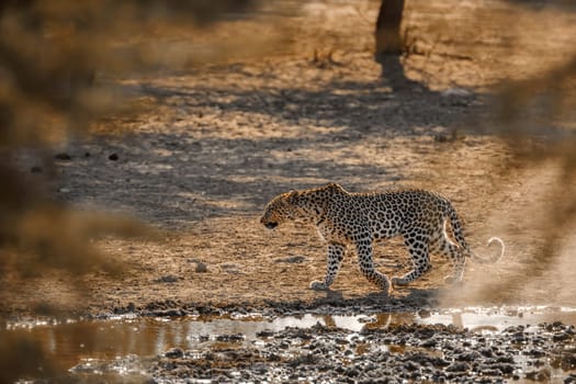 Leopard walking along waterhole in Kgalagadi transfrontier park, South Africa; specie Panthera pardus family of Felidae