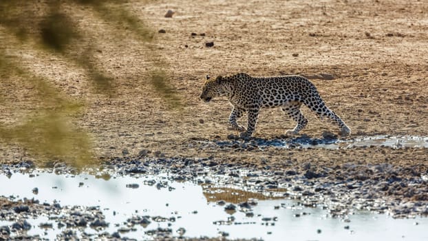 Leopard walking along waterhole in Kgalagadi transfrontier park, South Africa; specie Panthera pardus family of Felidae