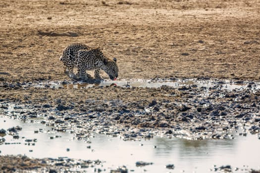 Leopard drinking at waterole in Kgalagadi transfrontier park, South Africa; specie Panthera pardus family of Felidae