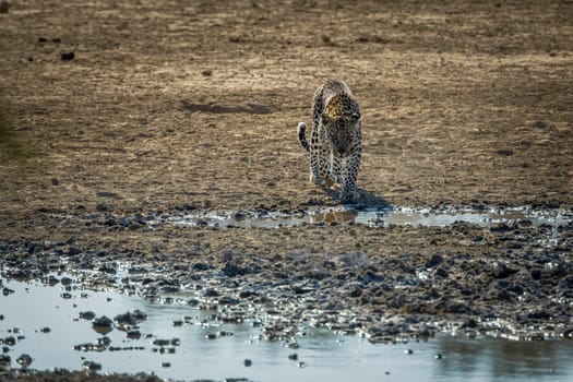 Leopard walking to waterhole front view in Kgalagadi transfrontier park, South Africa; specie Panthera pardus family of Felidae