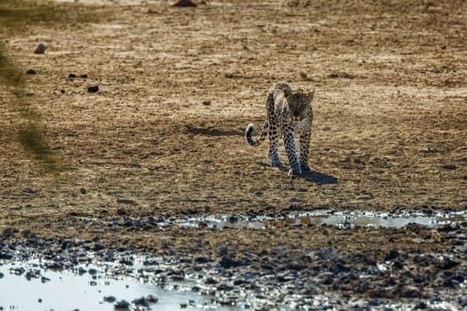 Leopard walking to waterhole front view in Kgalagadi transfrontier park, South Africa; specie Panthera pardus family of Felidae