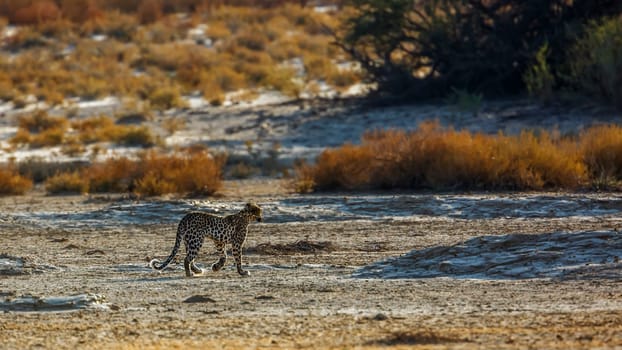 Leopard walking backlit in dry land in Kgalagadi transfrontier park, South Africa; specie Panthera pardus family of Felidae