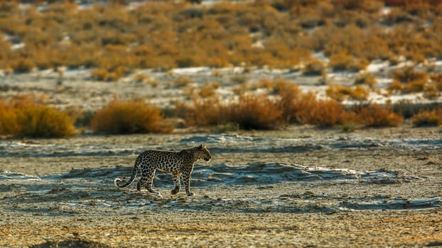 Leopard walking backlit in dry land in Kgalagadi transfrontier park, South Africa; specie Panthera pardus family of Felidae