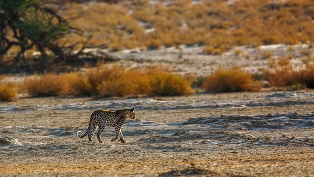 Leopard walking backlit in dry land in Kgalagadi transfrontier park, South Africa; specie Panthera pardus family of Felidae