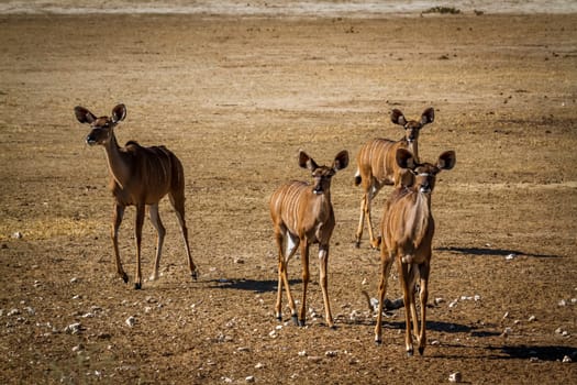 Four Greater kudu female in alert in Kglalagadi transfrontier park, South Africa ; Specie Tragelaphus strepsiceros family of Bovidae