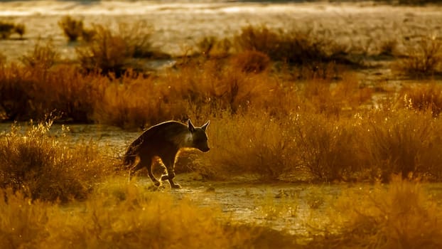 Brown hyena walking in backlit at dusk in Kgalagadi transfrontier park, South Africa; specie Parahyaena brunnea family of Hyaenidae