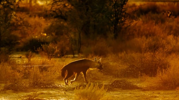 Brown hyena walking in backlit at dusk in Kgalagadi transfrontier park, South Africa; specie Parahyaena brunnea family of Hyaenidae