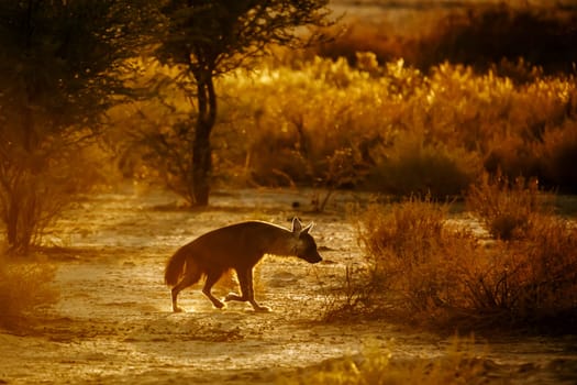 Brown hyena walking in backlit at dusk in Kgalagadi transfrontier park, South Africa; specie Parahyaena brunnea family of Hyaenidae